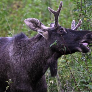 Ronddolende eland Emil veroorzaakt enige overlast maar verovert vooral harten in Centraal-Europa