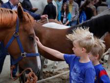 Bemmelse paardenmarkt gaat door ondanks kritiek: ‘Met deze temperaturen mag je niet met dieren slepen’