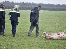 Na vierde slachting onder zijn schapen houdt Serge het voor gezien: ‘Ik zie niet hoe wolf gestopt kan worden’