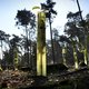 Het Veluwse bos heeft nageslacht nodig, maar dat is zo simpel nog niet