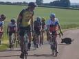 Une harde de sangliers fonce sur des cyclistes à Troyes, en France.