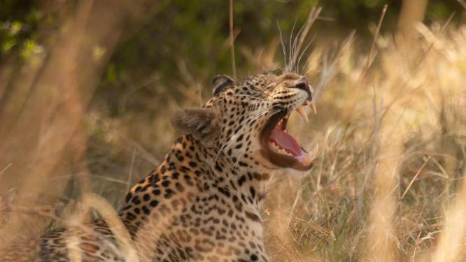Un léopard sème la panique dans une maison au Kenya