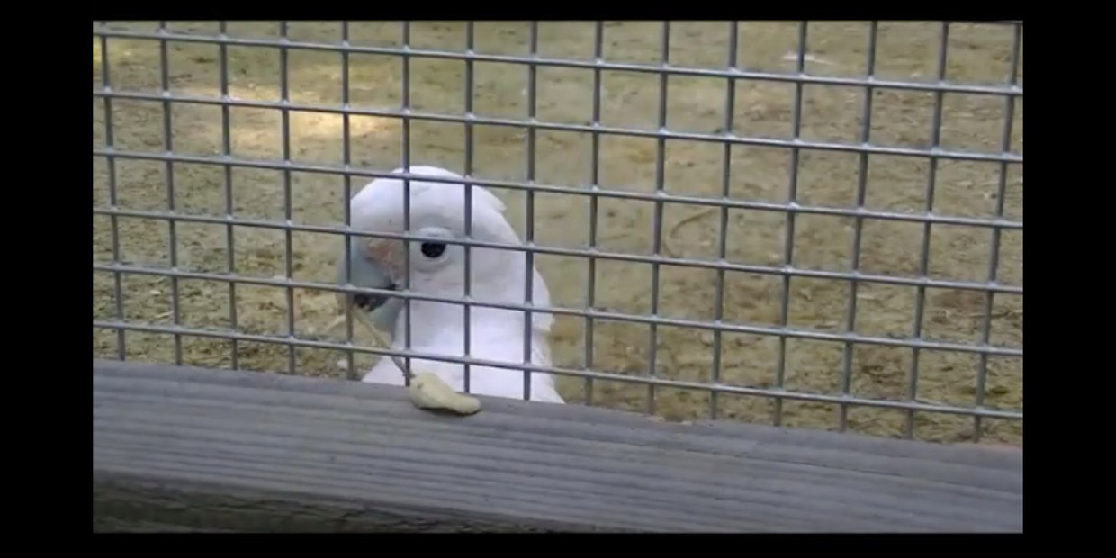 null Beeld Stills Youtube