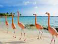 Droombaan: betaald worden om flamingo's te verzorgen op de Bahama's