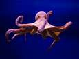 Australische octopus slaat geoloog in elkaar