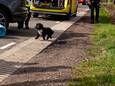 Het hondje van de overleden automobilist in Deurne.