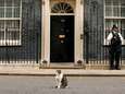 Van het asiel naar Downing Street: Larry de kat steelt al 11 jaar de show