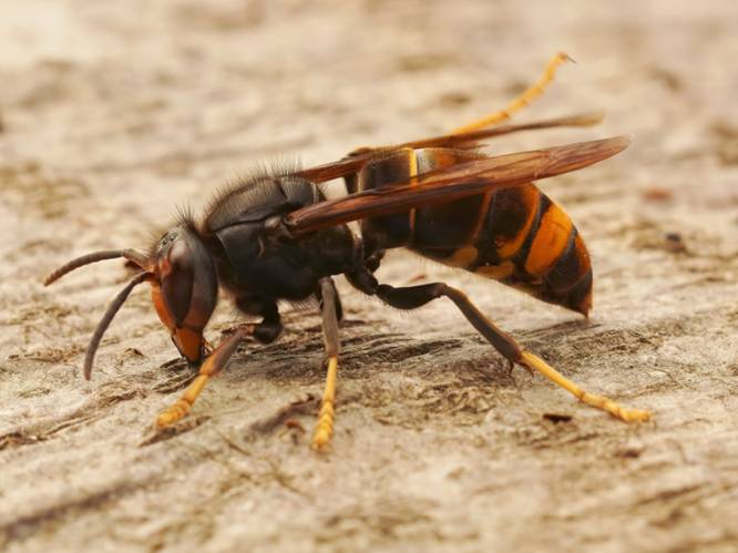 Aartselaar zoekt helpende handen in strijd tegen Aziatische hoornaar