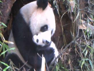 KIJK. Infraroodcamera’s tonen twee pasgeboren wilde reuzenpanda’s in Chinees natuurpark