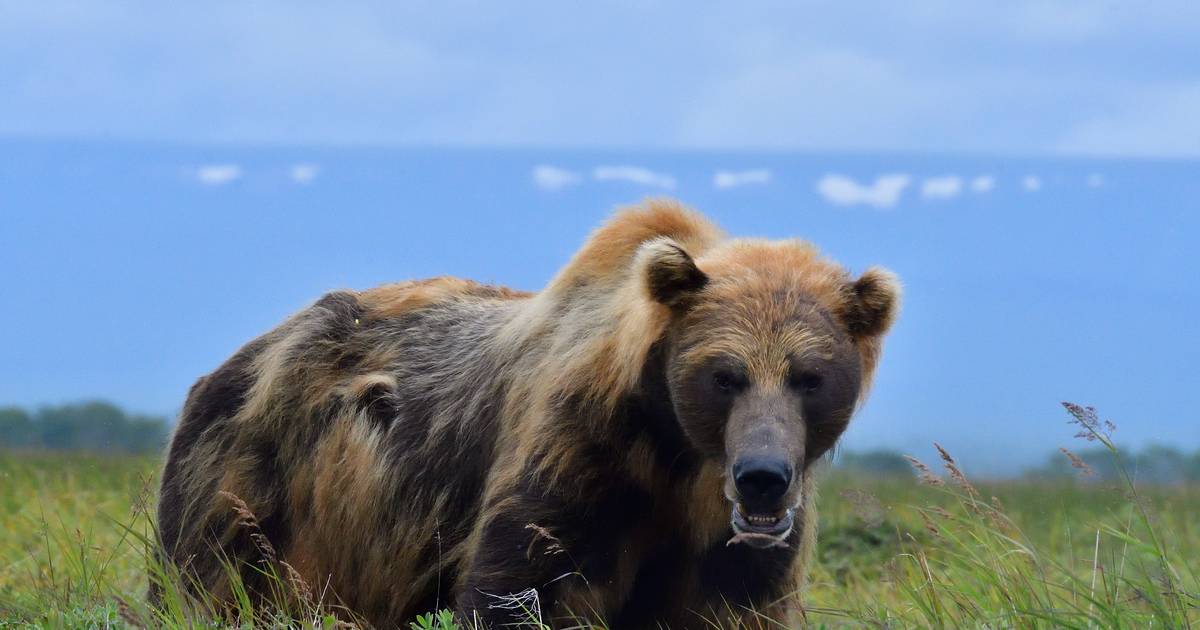 Una coppia canadese uccisa dall’attacco di un orso ha cercato di avvertire un familiare |  al di fuori