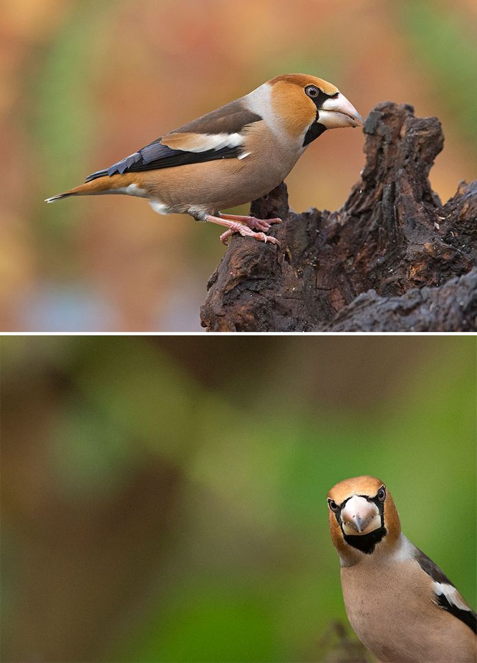 Appelvink.