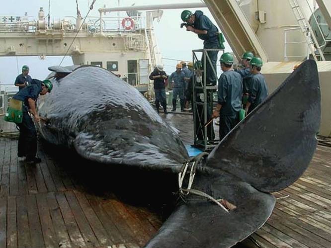 Japan wil einde aan verbod op commerciële walvisjacht