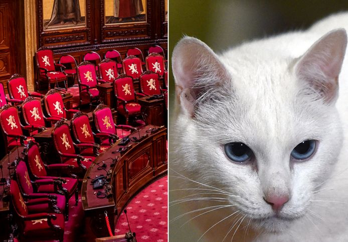 Links de Senaat, waar net als in de Kamer een ware muizenplaag heerst. Katten inzetten helpt niet meer, volgens een bedrijf gespecialiseerd in het verdelgen van muizen en andere niet-menselijke ongenode gasten.