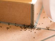Voorkom dat mieren je huis binnendringen met deze tips