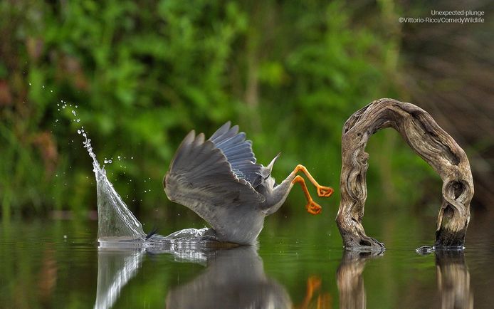 Winner in the flying animal category.