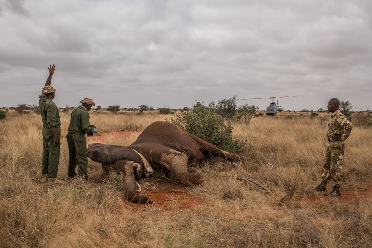 Rangers in een wildpark in Kenia maken zich klaar om een verdoofde woestijnolifant wakker te maken. De olifant, Dakota, kreeg een halsband met satellietzender om zodat de parkwachters haar kunnen volgen.  Beeld Getty Images
