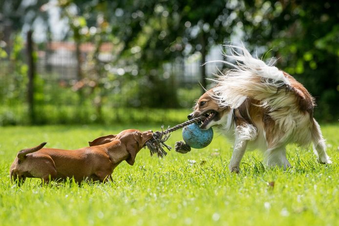 Dierenpensions zijn bomvol en velen voeren een klantenstop in.