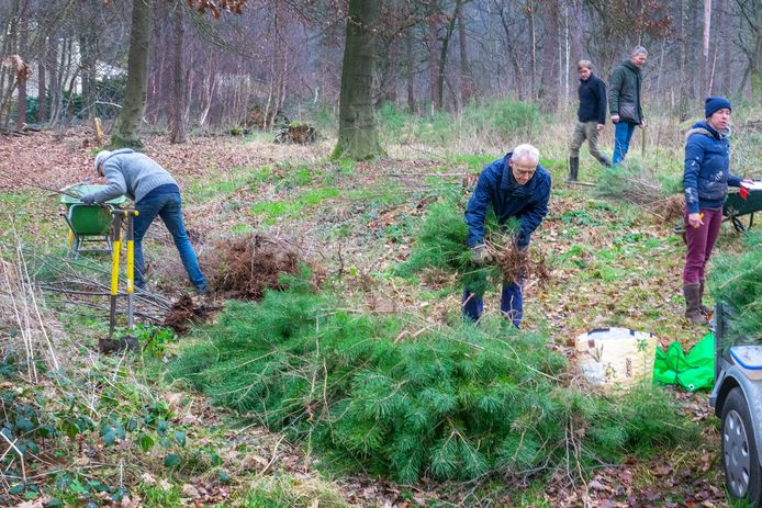 Acht vrijwilligers hielpen dinsdag mee bij het 'redden' van zaailingen van bomen in Museumpark Orientalis.