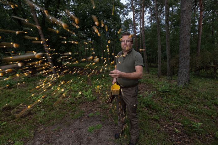 Achtduizend wilde zwijnen moeten afgeschoten worden. Leendert is een van de jagers.