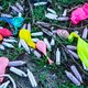 Lachgas wordt als wiet: een patroon kopen mag niet, een ballonnetje gebruiken wel
