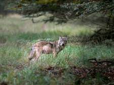 Grondbezitters willen wolven kunnen afschieten: ‘Als het misgaat, is het in Nederland’