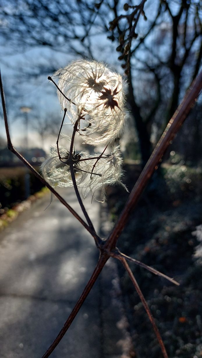 Zonneschijn in een bosrand