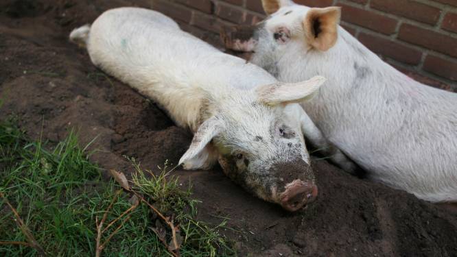 Open brief: Haal streep door plannen met VIC