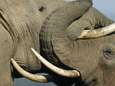 WWF: "Le braconnage des éléphants continue"