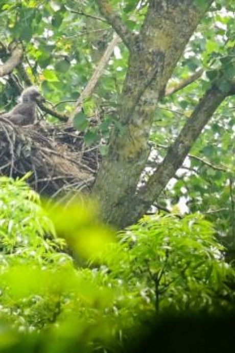 ‘Pluizig kopje’ steekt boven het nest uit: dit is een primeur voor dit natuurgebied in Lelystad 