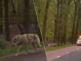 Nederlandse wolf bedelt om eten