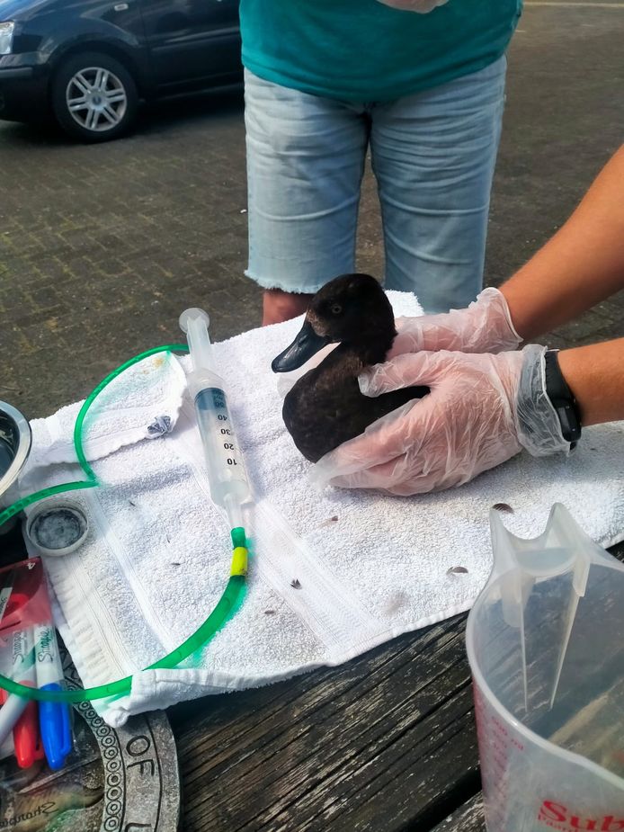 Door botulisme getroffen watervogels uit Het Kristalbad.