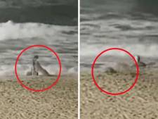 Un coyote attaque une petite fille sur une plage de Californie
