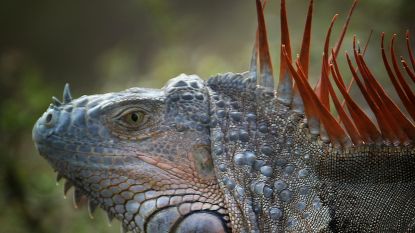 Florida gaat 'groene plaag' te lijf: Leguanenjagers slaan schedels in