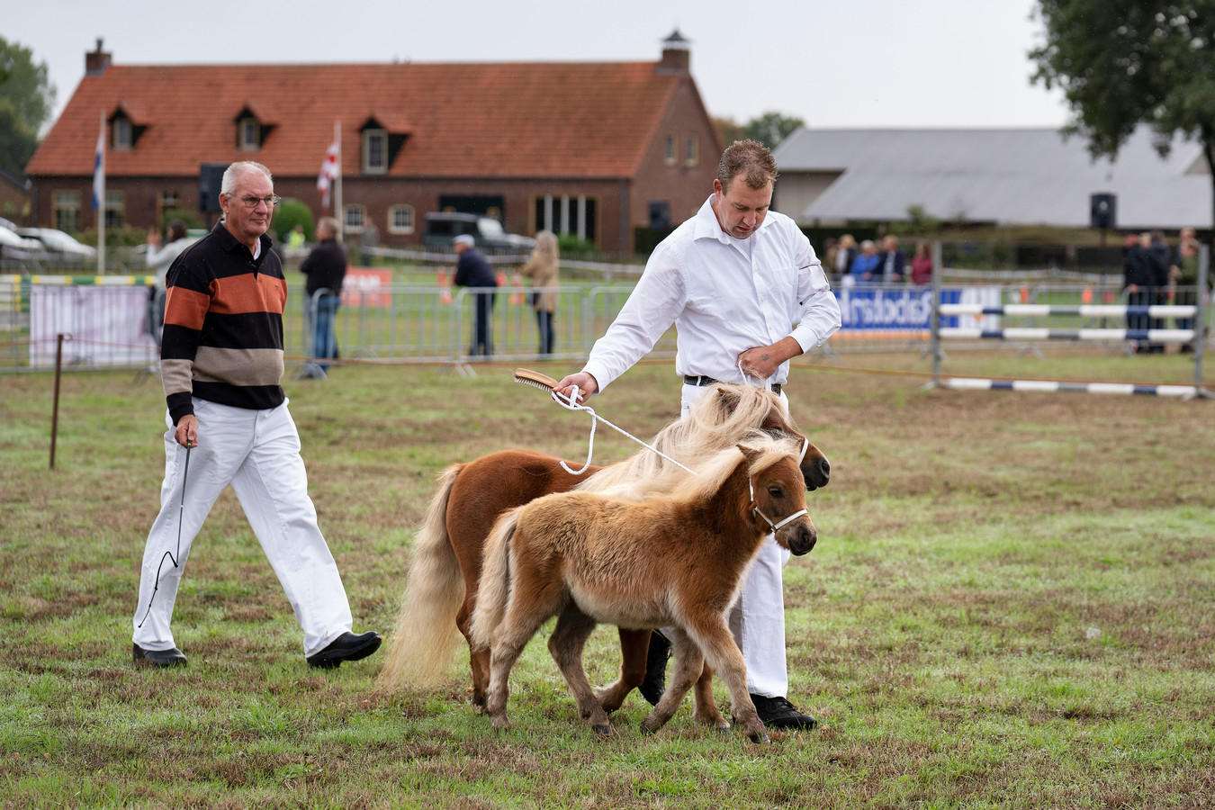 Zwarte vegen op de witte broek, maar de pony’s zien er piekfijn uit ...