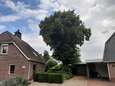Betreurde 100-jarige monumentale Geffense reus gaat tegen de vlakte: ‘Boom hoort echt bij het dorp’
