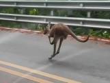 Ontsnapte kangoeroe vlucht over de openbare weg in Thailand