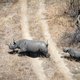 Reisorganisaties balen van nieuwe coronavariant Zuid-Afrika: ‘We krabbelden net op’