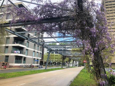 Net schilderijtjes: dit zijn jullie foto's van blauweregen in Eindhoven