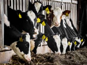Aantal melkveehouders gehalveerd (maar er zijn juist méér koeien)