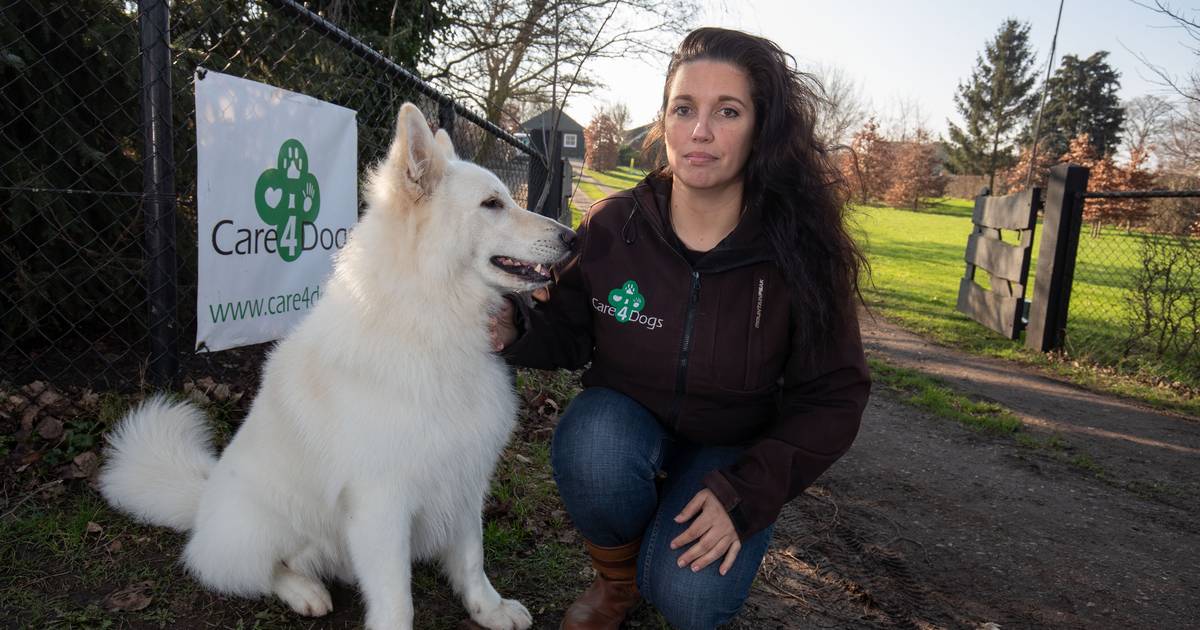 Hondentrainster Suzanne Uit Ijsselmuiden Moet Stoppen 3 Honden Die Tegelijk Blaffen Is Te Veel Kampen Destentor Nl