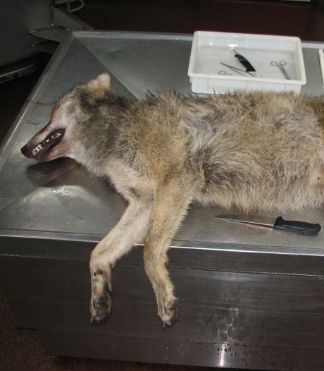 Patholoog die op Veluwe doodgereden wolf onderzoekt: ‘Waarschijnlijk een van de vijf welpjes’
