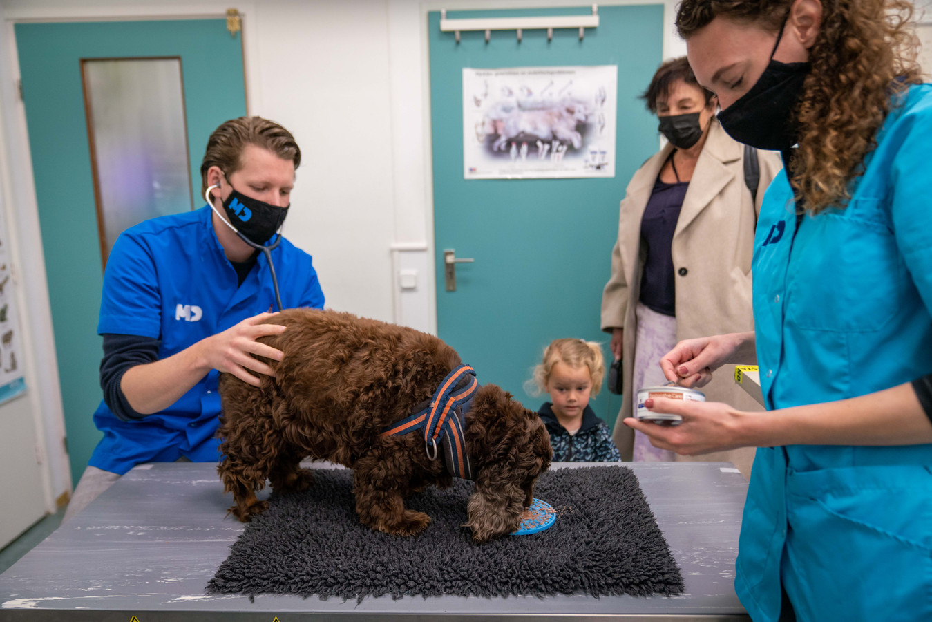 Dieren met angst krijgen een speciale behandeling ‘Pip gaat hier met plezier naartoe’ Foto