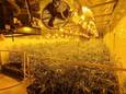 De cannabisplantage in Veerle-Laakdal telde 740 planten.