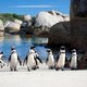 Bijen doden 64 pinguïns in Zuid-Afrika