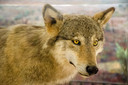 Wolf Roger zal ook te zien zijn tijdens de expo.