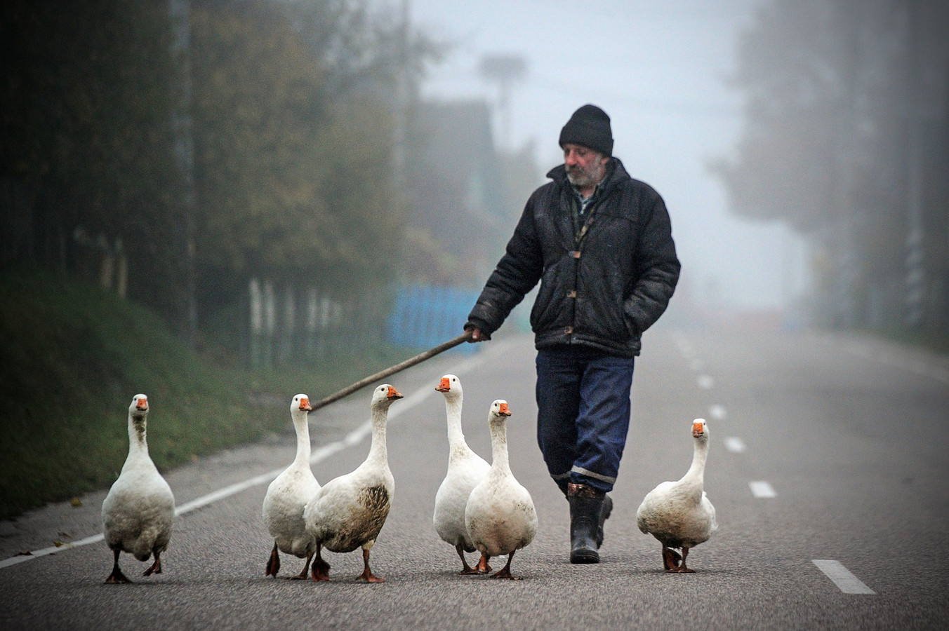 Гонять гусей. Коровы в деревне. Гонять в деревне. Картинки деревенской жизни. Фото девушек в деревне.