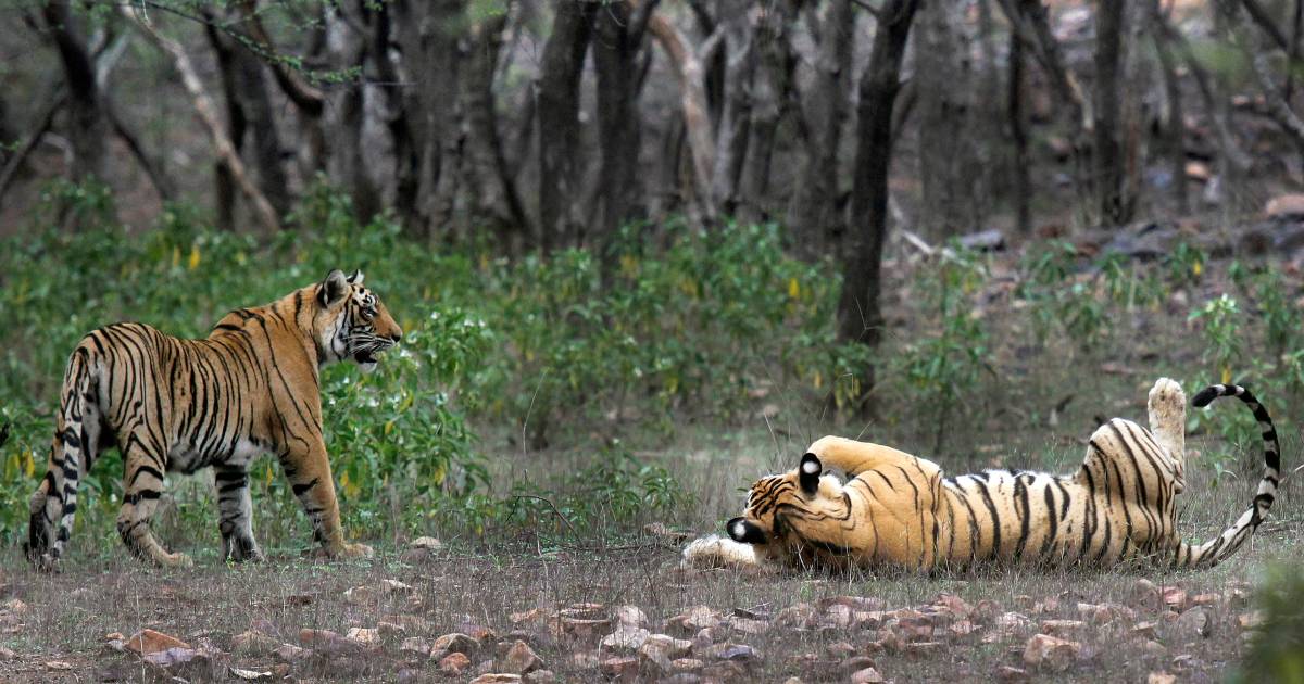 Couvre-feu imposé dans 25 villages indiens après des attaques meurtrières de tigres |  À l’étranger