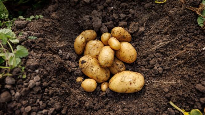Alleen nog biologisch sterke aardappels op onze borden? ‘De nieuwe rassen zijn veel robuuster’