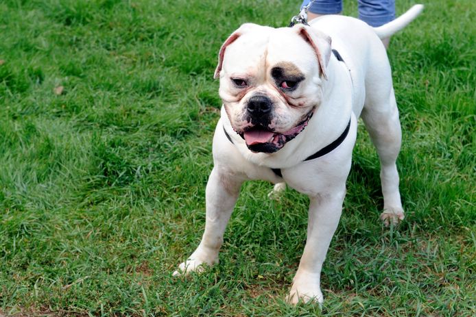 Een Amerikaanse bulldog.