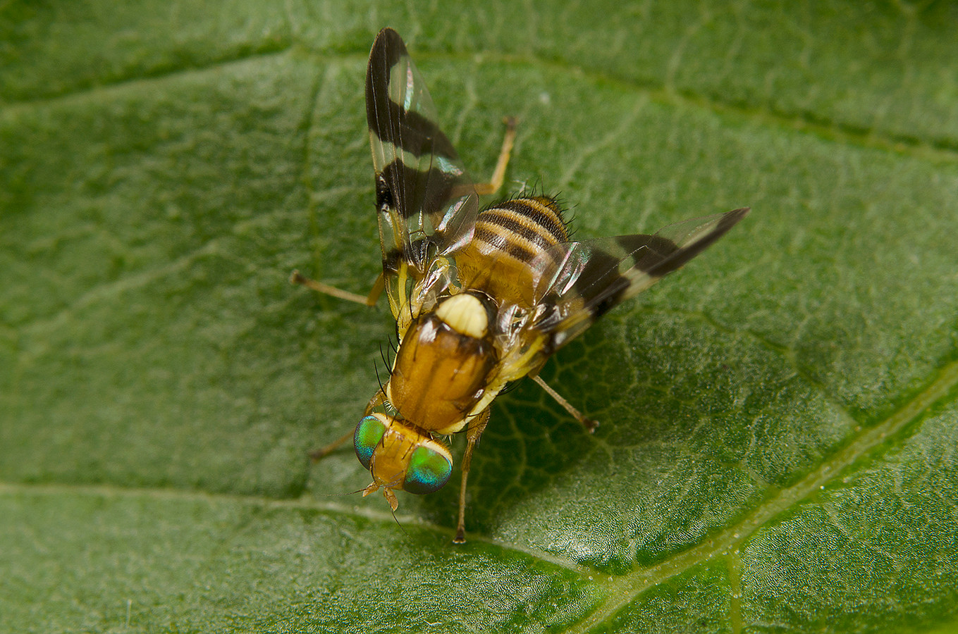 De volwassen walnootboorvlieg (Rhagoletis completa). Het invasieve insect hoort thuis in Noord-Amerika, maar rukt op in Nederland.
